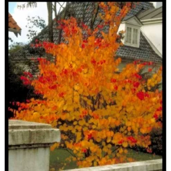 Hjertetræ Cercidiphyllum Japonicum Potte 7,5 Liter 175-200 Cm. -Tilbud Lys Haven Butik mi511 cercidiphyllum japonicum a066