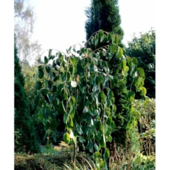 Hængende Hjertetræ Cercidiphyllum Japonicum 'Pendulum' Opstammet 150 Cm. Med Potte -Tilbud Lys Haven Butik mi518 cercidiphyllum jap pendula 259f