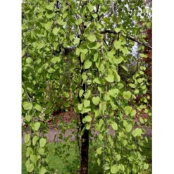 Hængende Hjertetræ Cercidiphyllum Japonicum 'Pendulum' Opstammet 150 Cm. Med Potte -Tilbud Lys Haven Butik mi518 cercidiphyllum jap pendula 6025