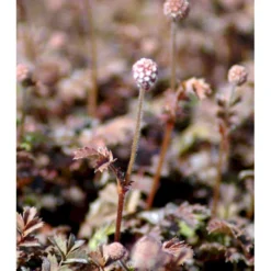 New Zealandsk Tornnød 'Kupferteppich' Acaena Microphylla 'Kupferteppich' 10 Cm. Potte -Tilbud Lys Haven Butik mi51 acaena microphylla kupferteppich e8be