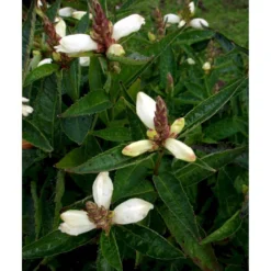 Duehoved 'Alba' Chelone Obliqua 'Alba' 1 Liter Potte -Tilbud Lys Haven Butik mi530 chelone obliqua alba ab5e