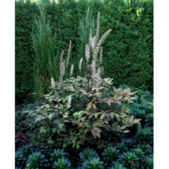 Sølvlys 'Brunette' Actaea Simplex 'Brunette' 1 Liter Potte -Tilbud Lys Haven Butik mi535 cimicifuga ramosa brunette 1784