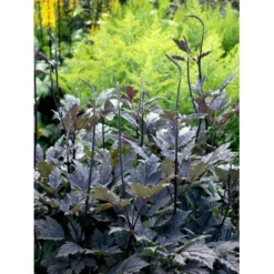 Sølvlys 'Brunette' Actaea Simplex 'Brunette' 1 Liter Potte -Tilbud Lys Haven Butik mi535 cimicifuga ramosa brunette cb2c