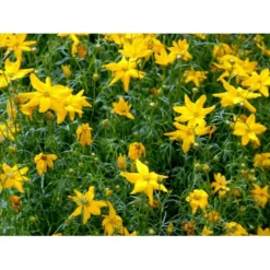 Skønhedsøje 'Grandiflora' Coreopsis Verticillata 'Grandiflora' 1 Liter Potte -Tilbud Lys Haven Butik mi600 coreopsis verticillata grandiflora 6825