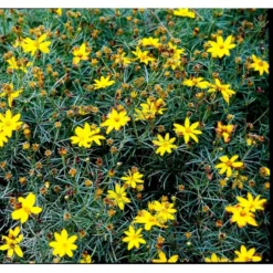 Skønhedsøje 'Grandiflora' Coreopsis Verticillata 'Grandiflora' 1 Liter Potte -Tilbud Lys Haven Butik mi600 coreopsis verticillata grandiflora 9ab5