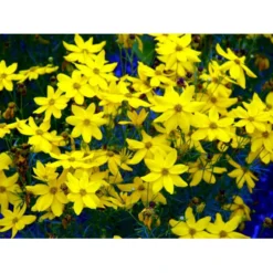 Skønhedsøje 'Grandiflora' Coreopsis Verticillata 'Grandiflora' 1 Liter Potte -Tilbud Lys Haven Butik mi600 coreopsis verticillata grandiflora a8ec