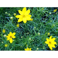 Skønhedsøje 'Grandiflora' Coreopsis Verticillata 'Grandiflora' 1 Liter Potte -Tilbud Lys Haven Butik mi600 coreopsis verticillata grandiflora d7ad