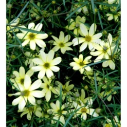 Skønhedsøje 'Moonbeam' Coreopsis Verticillata 'Moonbeam' 1 Liter Potte -Tilbud Lys Haven Butik mi601 coreopsis verticillata moonbeam 4b5d