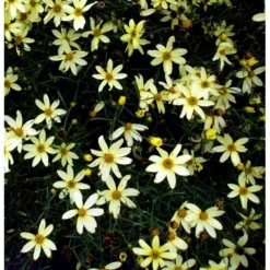 Skønhedsøje 'Moonbeam' Coreopsis Verticillata 'Moonbeam' 1 Liter Potte -Tilbud Lys Haven Butik mi601 coreopsis verticillata moonbeam 6c94