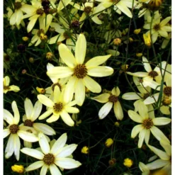 Skønhedsøje 'Moonbeam' Coreopsis Verticillata 'Moonbeam' 1 Liter Potte -Tilbud Lys Haven Butik mi601 coreopsis verticillata moonbeam d6cc