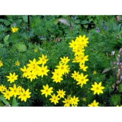 Skønhedsøje 'Zagreb' Coreopsis Verticillata 'Zagreb' 1 Liter Potte -Tilbud Lys Haven Butik mi602 coreopsis verticillata zagreb 21d5