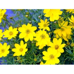 Skønhedsøje 'Zagreb' Coreopsis Verticillata 'Zagreb' 1 Liter Potte -Tilbud Lys Haven Butik mi602 coreopsis verticillata zagreb 58f4