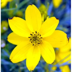 Skønhedsøje 'Zagreb' Coreopsis Verticillata 'Zagreb' 1 Liter Potte -Tilbud Lys Haven Butik mi602 coreopsis verticillata zagreb 8e58