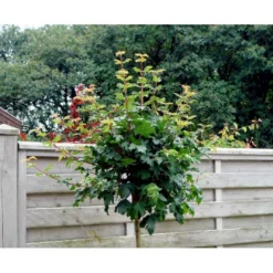 Kugle-Naur Acer Campestre 'Nanum' Opstammet 180 Cm. Med Potte -Tilbud Lys Haven Butik mi61 acer campestre nanum 891f