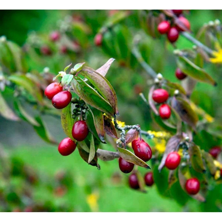 Kirsebærkornel Cornus Mas Solitær Busk 200-250 Cm. Høj,- 150-200 Cm. Bred.,- Med Trådklump 1 Kirsebærkornel Cornus Mas Solitær Busk 200-250 Cm. Høj,- 150-200 Cm. Bred.,- Med Trådklump