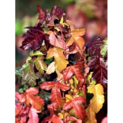 Osmo Ildløn Acer Ginnala Med Klump,- 125-150 Cm.