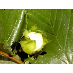 Storfrugtet Hassel 'Bolviller' Corylus Avellana 'Bolviller' 7,5 Liter Potte