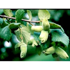 Storfrugtet Hassel 'Bolviller' Corylus Avellana 'Bolviller' 7,5 Liter Potte -Tilbud Lys Haven Butik mi682 corylus avellana halle sche riesen 7f99