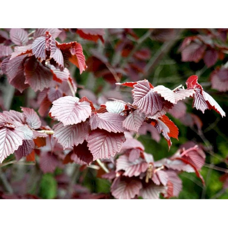 Purpurhassel Corylus Maxima 'Purpurea' Solitær Busk 150-200 Cm. - Med Klump 1 Purpurhassel Corylus Maxima 'Purpurea' Solitær Busk 150-200 Cm. - Med Klump