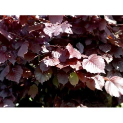 Purpurhassel Corylus Maxima 'Purpurea' Solitær Busk 150-200 Cm. - Med Klump 6 Purpurhassel Corylus Maxima 'Purpurea' Solitær Busk 150-200 Cm. - Med Klump -Tilbud Lys Haven Butik mi684 corylus maxima purpurea 89f2