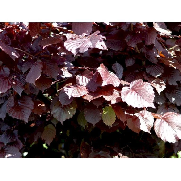 Purpurhassel Corylus Maxima 'Purpurea' Solitær Busk 150-200 Cm. - Med Klump 3 Purpurhassel Corylus Maxima 'Purpurea' Solitær Busk 150-200 Cm. - Med Klump - Billede 3