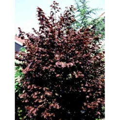 Purpurhassel Corylus Maxima 'Purpurea' Solitær Busk 150-200 Cm. - Med Klump 7 Purpurhassel Corylus Maxima 'Purpurea' Solitær Busk 150-200 Cm. - Med Klump -Tilbud Lys Haven Butik mi684 corylus maxima purpurea 9797
