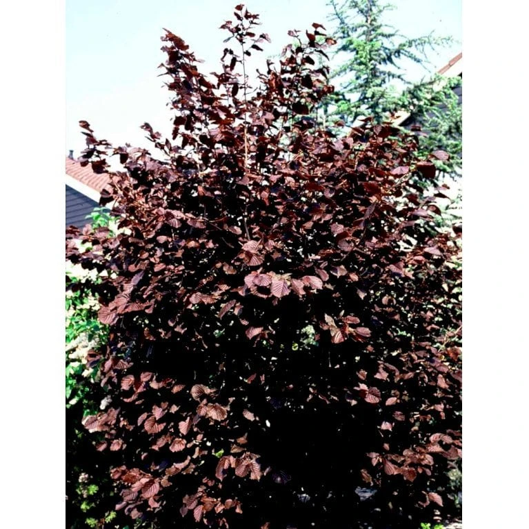 Purpurhassel Corylus Maxima 'Purpurea' Solitær Busk 150-200 Cm. - Med Klump 4 Purpurhassel Corylus Maxima 'Purpurea' Solitær Busk 150-200 Cm. - Med Klump - Billede 4