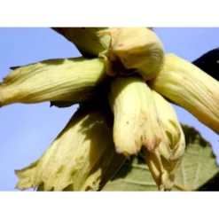 Storfrugtet Hassel 'Lamberts Filbert' Corylus Maxima 'Lamberts Filbert' 7,5 Liter Potte -Tilbud Lys Haven Butik mi685 corylus avellana lambert filbert 311d