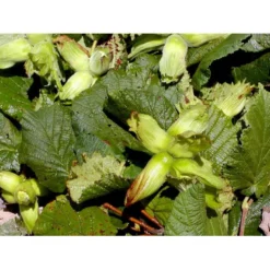 Storfrugtet Hassel 'Lamberts Filbert' Corylus Maxima 'Lamberts Filbert' 7,5 Liter Potte -Tilbud Lys Haven Butik mi685 corylus avellana lambert filbert f309