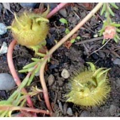 Tyrkisk Hassel Corylus Colurna Potte 7,5 Liter 175-200 Cm. -Tilbud Lys Haven Butik mi689 corylus colurna c15b