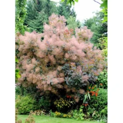 Parykbusk 'Grace' Cotinus Coggygria 'Grace' Opstammet 80 Cm. 7,5 Liter Potte -Tilbud Lys Haven Butik mi692 cotinus coggygria grace 37ef