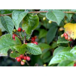 Buklet Dværgmispel Cotoneaster Bullatus Solitær Busk 150-200 Cm. - Med Klump -Tilbud Lys Haven Butik mi698 cotoneaster bullatus 2cdf