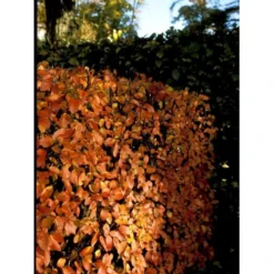 Glansdværgmispel Cotoneaster Lucidus Potte 4,0 Liter,- 50-60 Cm. -Tilbud Lys Haven Butik mi708 cotoneaster lucidus db7c