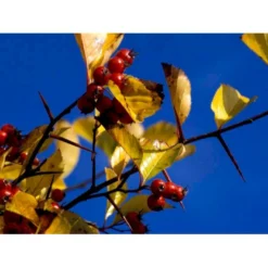 Hanesporetjørn Crataegus Crus-galli Alletræ, Stammeomkreds 10-12 Cm. Med Klump