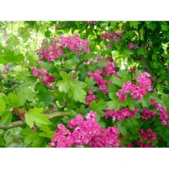 Dobbelt Rødtjørn 'Paul's Scarlet' Crataegus Laevigata 'Paul's Scarlet' Heister 175-200 Cm. Med Potte -Tilbud Lys Haven Butik mi715 crataegus laevigata paul s scarlet 8652