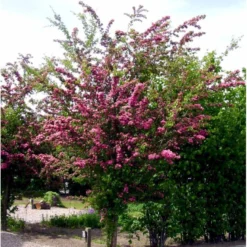 Dobbelt Rødtjørn 'Paul's Scarlet' Crataegus Laevigata 'Paul's Scarlet' Heister 175-200 Cm. Med Potte -Tilbud Lys Haven Butik mi715 crataegus laevigata paul s scarlet a02d