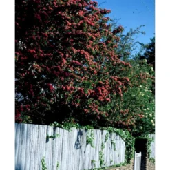 Dobbelt Rødtjørn 'Paul's Scarlet' Crataegus Laevigata 'Paul's Scarlet' Heister 175-200 Cm. Med Potte -Tilbud Lys Haven Butik mi715 crataegus laevigata paul s scarlet c8e3