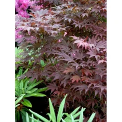 Japansk Ahorn 'Atropurpureum' Acer Palmatum 'Atropurpureum' Potte 4,0 Liter,- 60-80 Cm. -Tilbud Lys Haven Butik mi72 acer palmatum atropurpureum 39d1