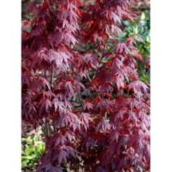 Japansk Ahorn 'Atropurpureum' Acer Palmatum 'Atropurpureum' Potte 4,0 Liter,- 60-80 Cm. -Tilbud Lys Haven Butik mi72 acer palmatum atropurpureum 4cfa