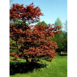 Japansk Ahorn 'Atropurpureum' Acer Palmatum 'Atropurpureum' Potte 4,0 Liter,- 60-80 Cm. -Tilbud Lys Haven Butik mi72 acer palmatum atropurpureum c050