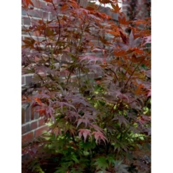 Japansk Ahorn 'Atropurpureum' Acer Palmatum 'Atropurpureum' Potte 4,0 Liter,- 60-80 Cm. -Tilbud Lys Haven Butik mi72 acer palmatum atropurpureum e5a2