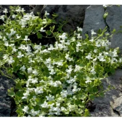 Vedbend-Torskemund Cymbalaria Muralis 'Alba' 10 Cm. Potte