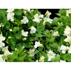 Vedbend-Torskemund Cymbalaria Muralis 'Alba' 10 Cm. Potte -Tilbud Lys Haven Butik mi735 cymbalaria muralis alba e431