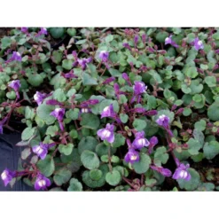 Håret Torskemund Cymbalaria Pallida 10 Cm. Potte -Tilbud Lys Haven Butik mi736 cymbalaria pallida 6d8e