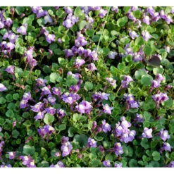 Håret Torskemund Cymbalaria Pallida 10 Cm. Potte -Tilbud Lys Haven Butik mi736 cymbalaria pallida 8685