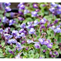 Håret Torskemund Cymbalaria Pallida 10 Cm. Potte -Tilbud Lys Haven Butik mi736 cymbalaria pallida 8ace