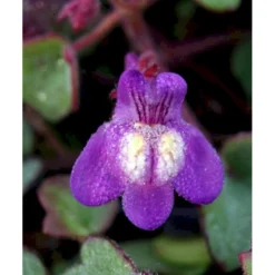 Håret Torskemund Cymbalaria Pallida 10 Cm. Potte -Tilbud Lys Haven Butik mi736 cymbalaria pallida d3c7