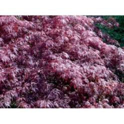 Opstammet Japansk Ahorn 'Garnet' Acer Palmatum Dissectum 'Garnet' Potte 4,0 Liter,- 40-50 Cm. -Tilbud Lys Haven Butik mi73 acer palmatum garnet 221d