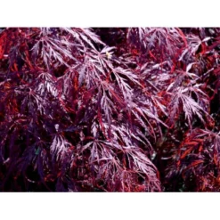 Opstammet Japansk Ahorn 'Garnet' Acer Palmatum Dissectum 'Garnet' Potte 4,0 Liter,- 40-50 Cm. -Tilbud Lys Haven Butik mi73 acer palmatum garnet 493e