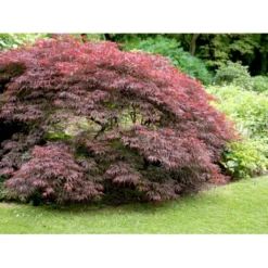 Opstammet Japansk Ahorn 'Garnet' Acer Palmatum Dissectum 'Garnet' Potte 4,0 Liter,- 40-50 Cm. -Tilbud Lys Haven Butik mi73 acer palmatum garnet 8a10